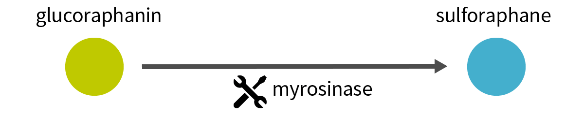 Myrosinase turns glucoraphanin into sulforaphane