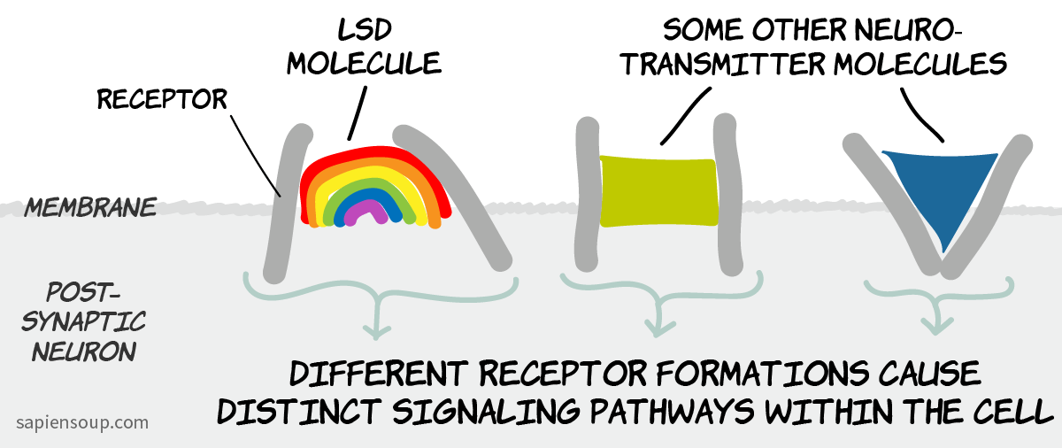 Functional selectivity: ligand dependent signaling of the receptor