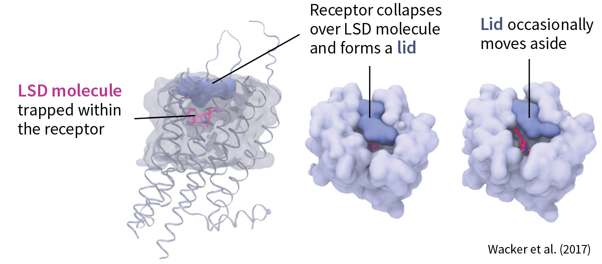 Lid over LSD molecule in 5-HT2B receptor