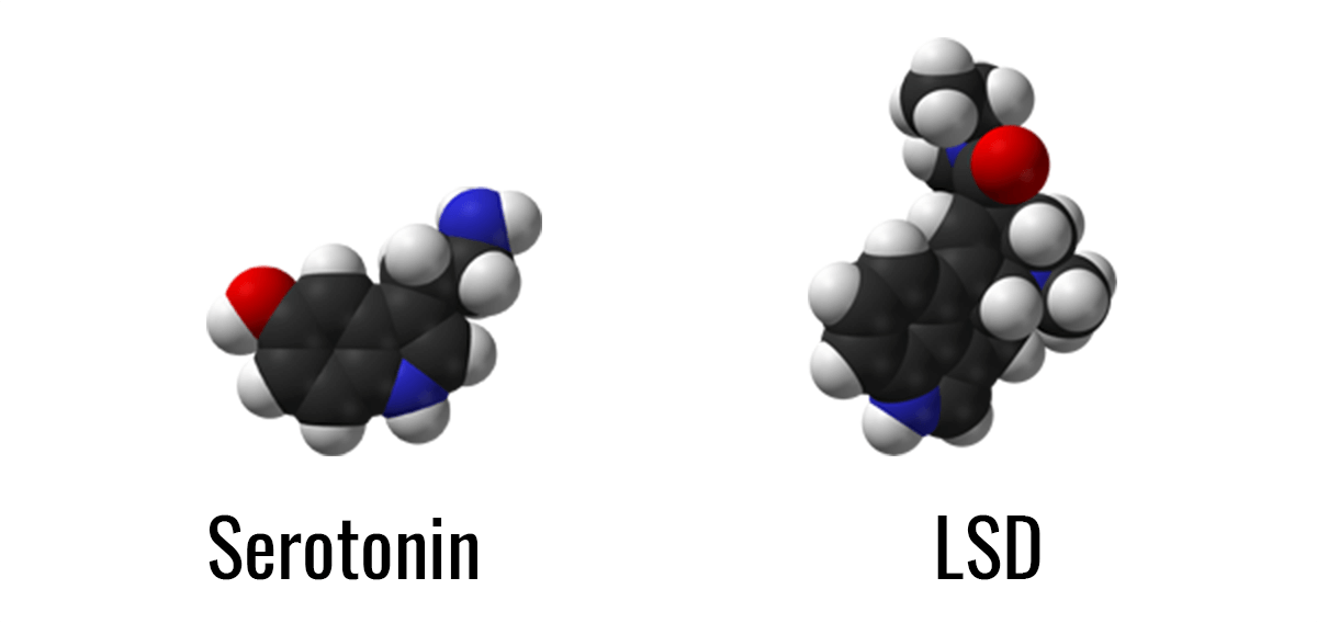 Flexible serotonin molecule compared to big rigid LSD molecule