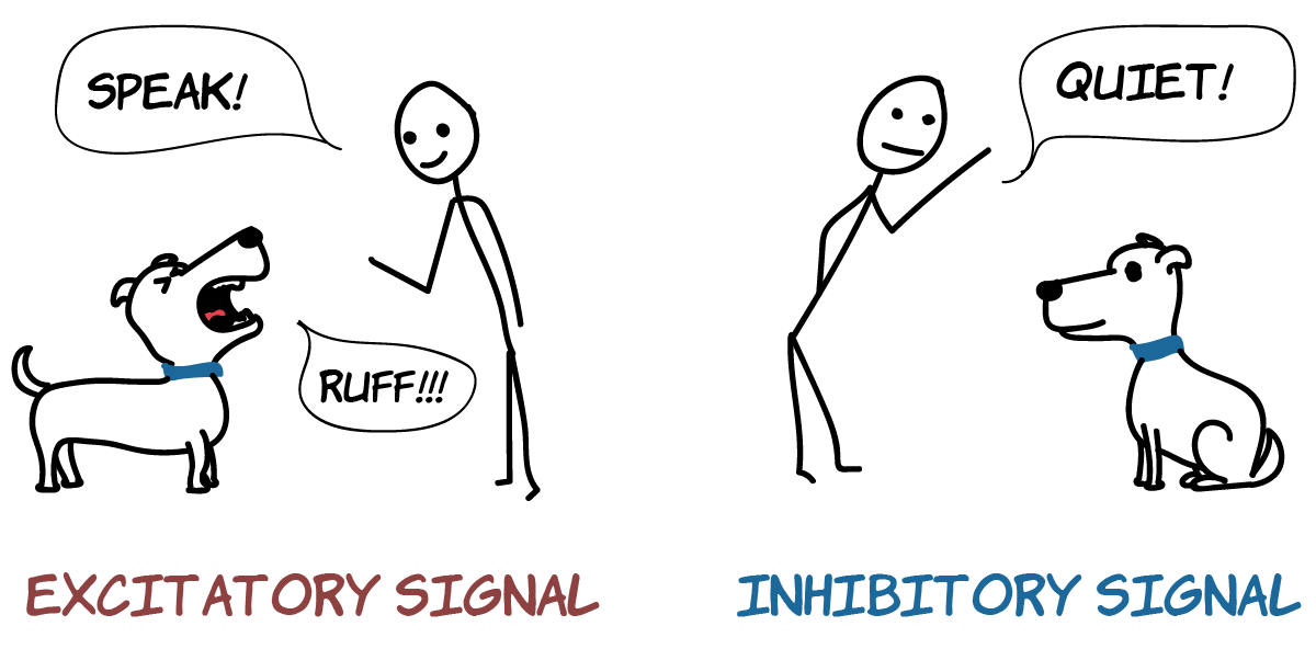 Excitatory vs. inhibitory signaling of neurons