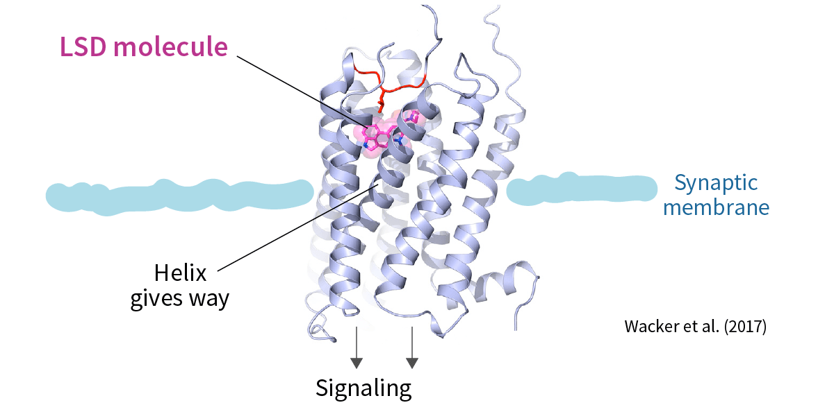 LSD molecule binds to 5-HT2B receptor