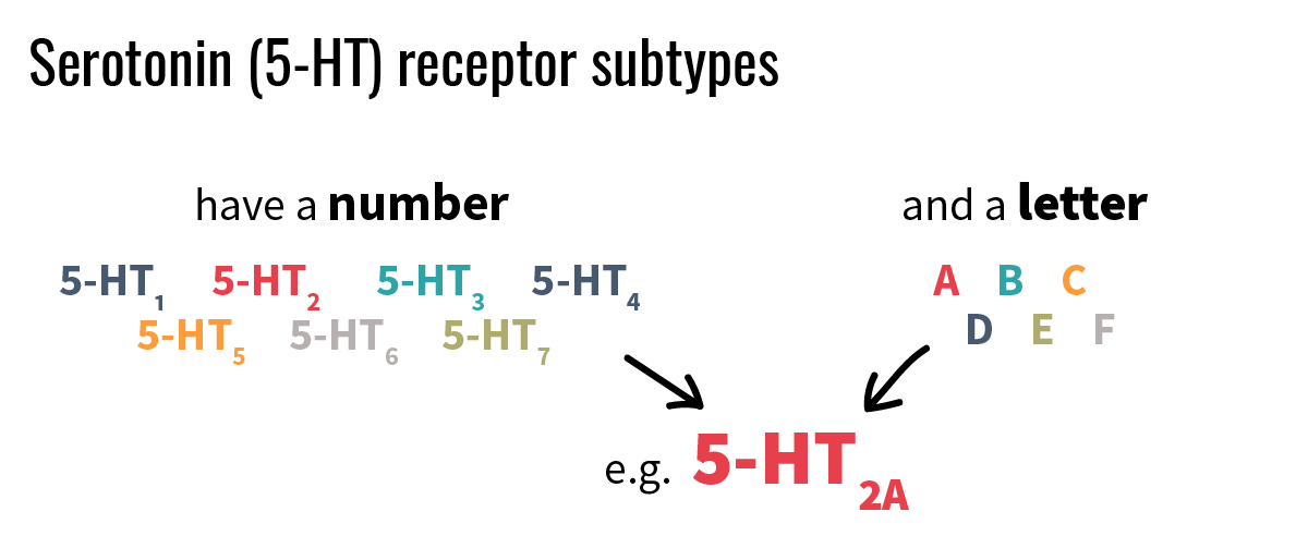 Serotonin 5-HT receptor subtypes