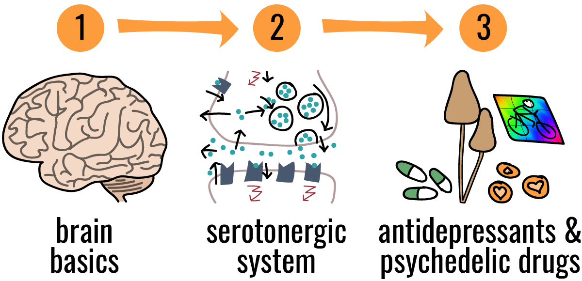 You can't understand psychedelic drugs and antidepressants without understanding the serotonergic system in the brain first