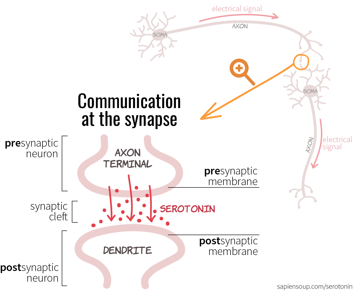 Chemical communication at the synapse between presynaptic and postsynaptic membrane