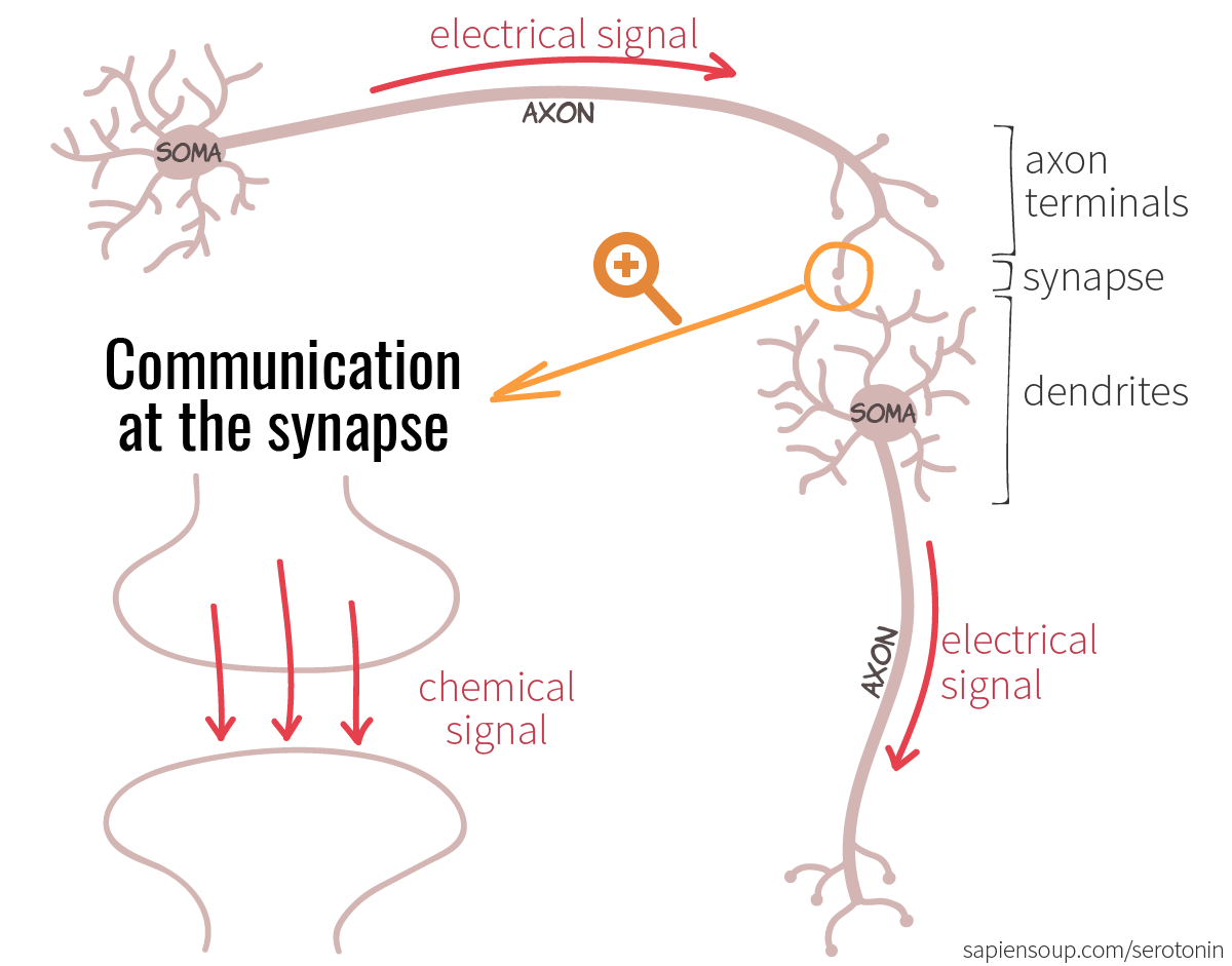 Neuron with its soma, dendrites, axon and axon terminals. Electrical vs. chemical signal at the synapse.