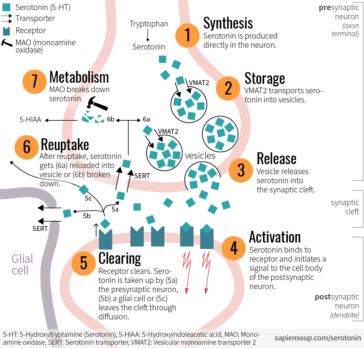 Lifecycle of serotonin at the synapse: synthesis, storage, release, receptor activation and clearing, reuptake and metabolism