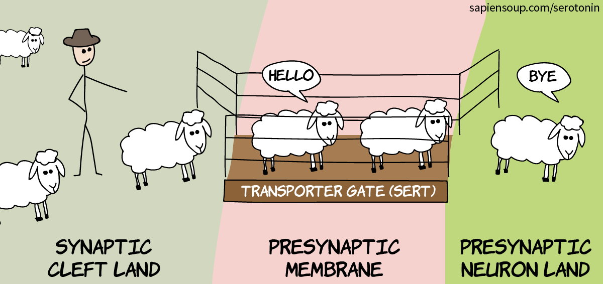 Serotonin transporters SERT on the presynaptic membrane