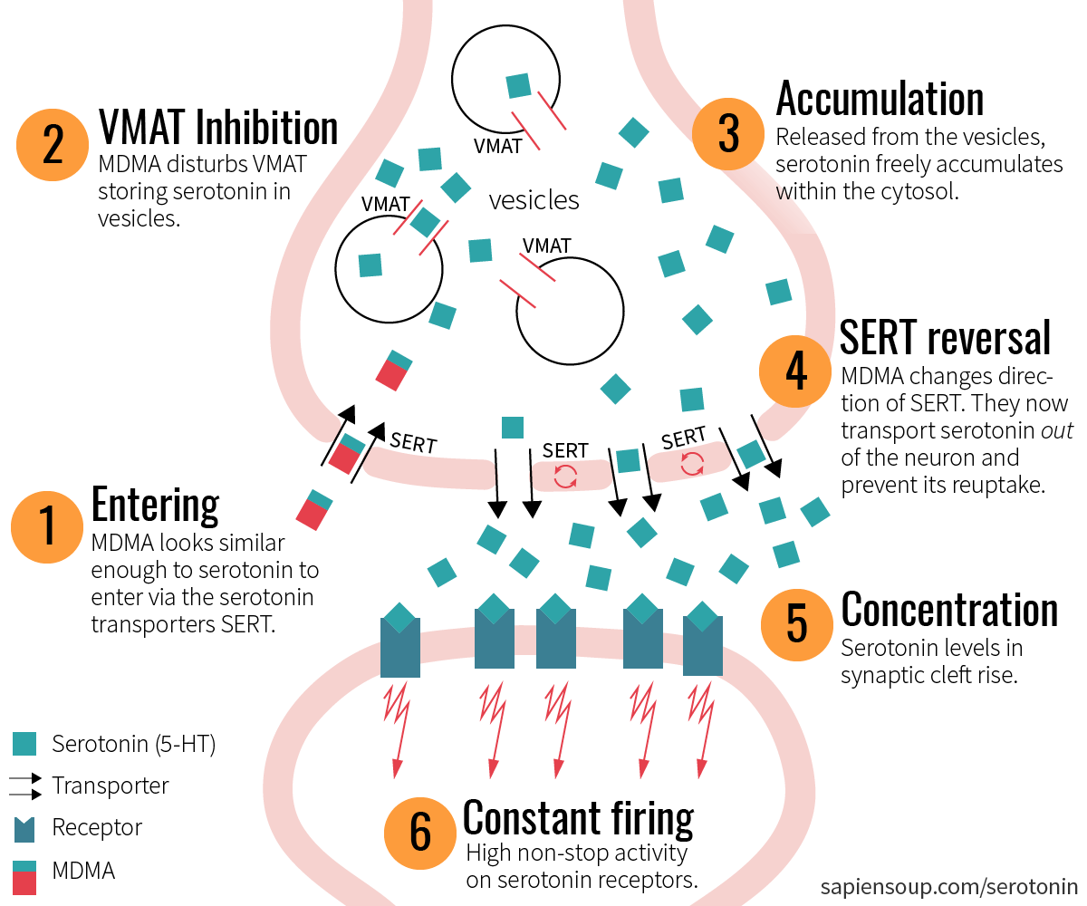 How MDMA works in brain at synapse and how MDMA affects serotonin transporters SERT and vesicle transporters VMAT2