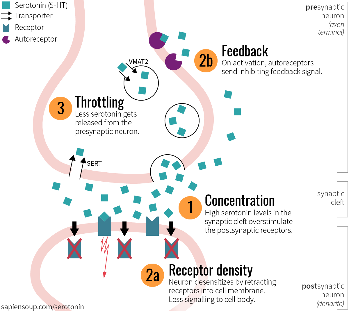 Psychedelic Drugs and the Serotonergic System – Sapiensoup Blog