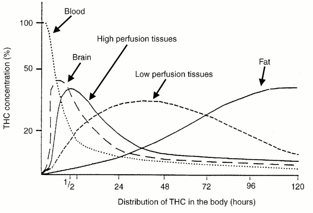 Distribution of THC in the body over time.