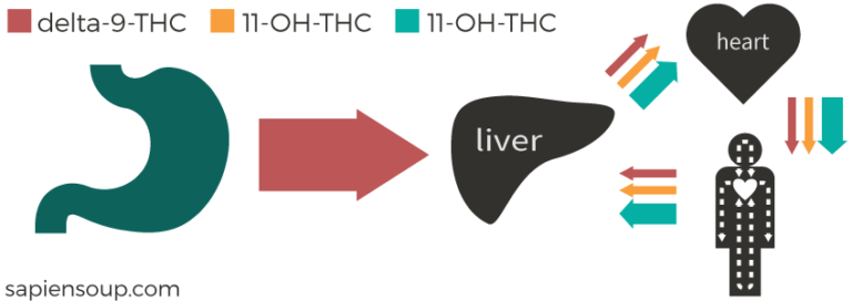 Human Metabolism Of Thc Sapiensoup Blog 1431