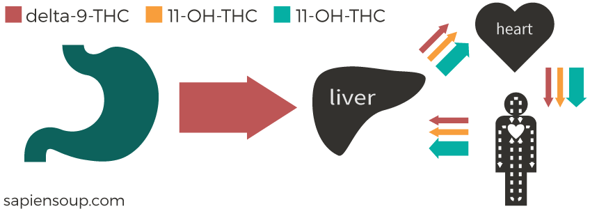 Metabolic-Pathway-Stomach