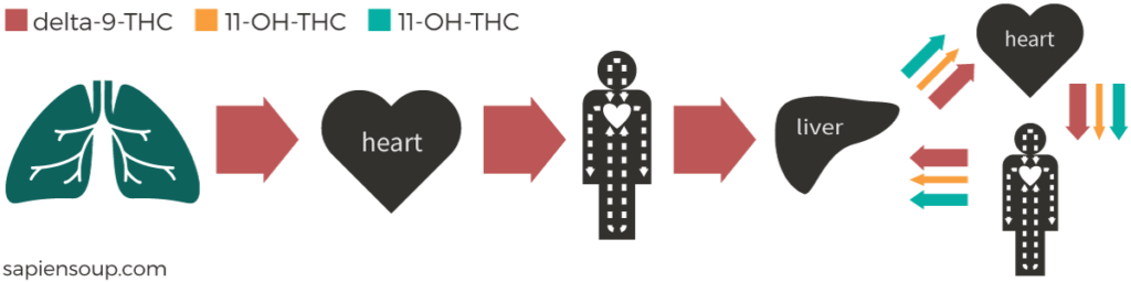 Human Metabolism Of Thc Sapiensoup Blog 2449