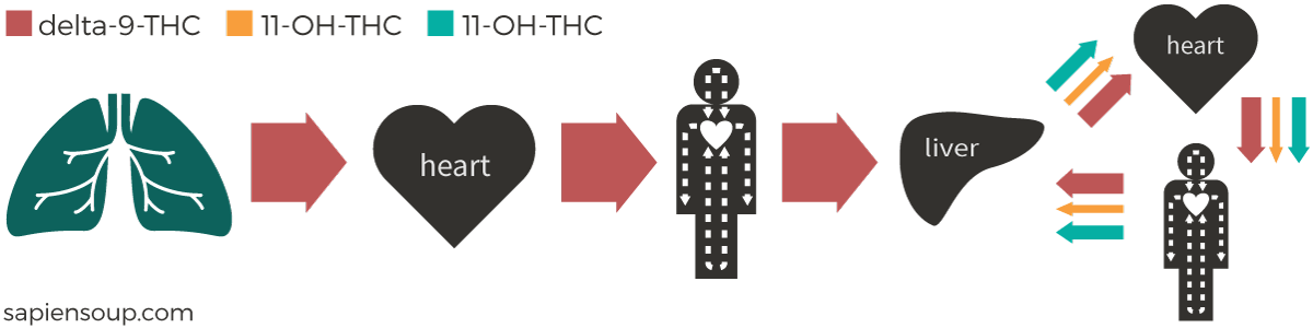 Metabolic pathway of THC after inhalation