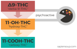 Metabolites-of-THC