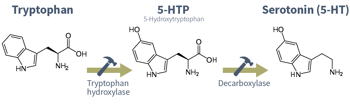 Serotonin biosynthesis