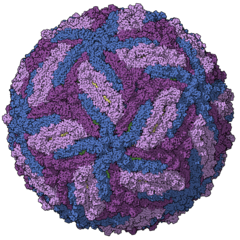 Zika virus particle